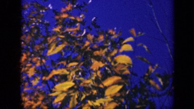 1943: dangling golden leaves of tree under clear blue sky SKYLINE DRIVE VIRGINIA