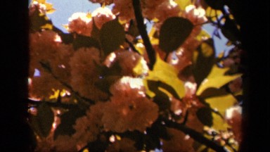 1943: the group of flowers dancing on branches because of air SKYLINE DRIVE