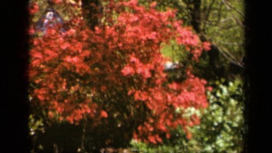 1943: plants with red and green leaves dancing in mild breeze SKYLINE DRIVE