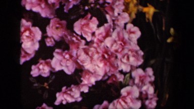 1943: pink blossoms WASHINGTON DC