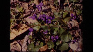 1943: small plant in forest. WASHINGTON DC