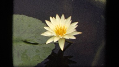 1943: single yellow color flower with single beautiful leaf located on water.