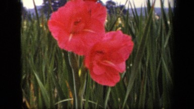 1943: two pink flowers in nature garden WASHINGTON DC