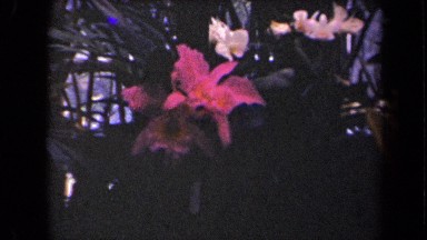 1944: various green plants with large pink blooming flowers in garden KAUAI