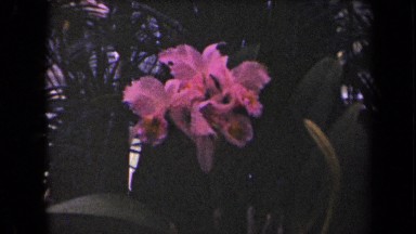 1944: Pink Flowers in Garden Surrounded by Greenery KAUAI HAWAII