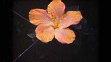 1944: Beautiful View of Hibiscus Blossoms Kauai Hawaii