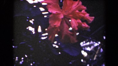 1944: beautiful view of flower KAUAI HAWAII