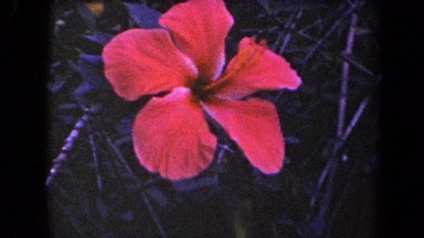 1944: close up of red flower KAUAI HAWAII