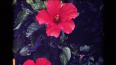 1944: The Hibiscus Flowers in Hibiscus Tree Kauai Hawaii