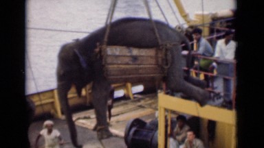 1946: People Tie Up Elephant and Try to Bathe It in River, Colombo Ceylon