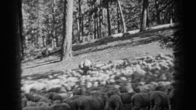 1937: The Crowd of Animals in Forest Bend Oregon