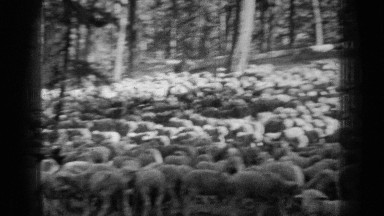 1937: Boy and Man Herd Sheep in Forest Filled with Conifer Trees Bend Oregon