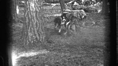 1937: dogs are fighting BEND OREGON