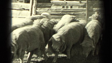 1937: cowboy with beautiful horse herding sheep into rustic