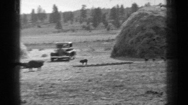 1937: frightened animals running away when vehicle approach them BEND OREGON