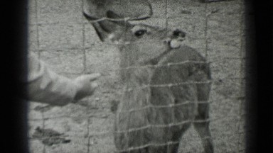 1937: man offers feed in hand to deer standing on other side of wire fence