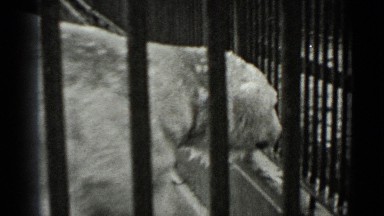1937: polar bear in cage. SAN FRANCISCO