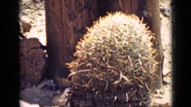 1939: cacti growing at base of wood posts ARIZONA