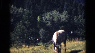 1939: horse in beautiful mountains,horse feed in beautiful location