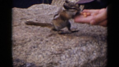 1939: squirrel's are eating nuts from person hands COLORADO