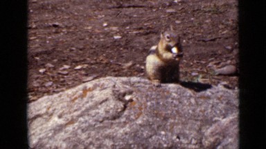 1939: large chipmunk sitting on rock chewing voraciously on nut. COLORADO