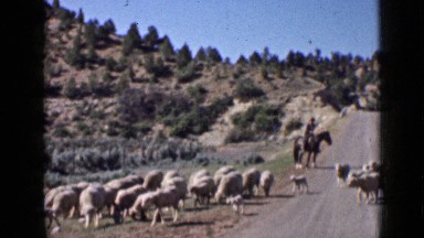 1939: flock of sheep pasting walking UTAH