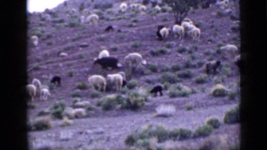 1939: white sheep and some black sheep graze and walk together on hillside UTAH