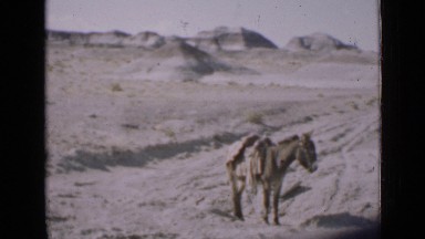1939: saddled mule stands still and rests on barren and dry tract of land UTAH