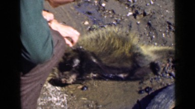1939: a man checking died porcupine with sharp spikes at daytime UTAH