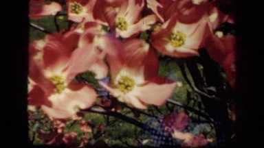 1941: Excellent View of Flowers in New York