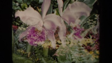 1941: excellent view of flowers NEW YORK