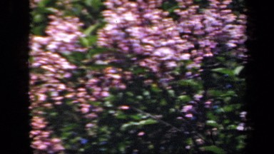1941: the small pink colored flowers are wonderful, shaking NEW YORK