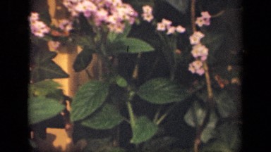 1941: single flower plant located at house outside with good looking. NEW YORK