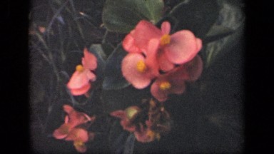 1941: beautiful flower is smiling from garden filled with silence. NEW YORK