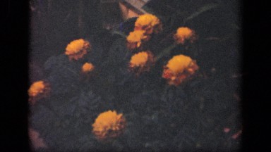 1941: group of flower at plant dancing based on air circulation. NEW YORK