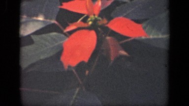 1941: close up shot of poinsettia plant. NEW YORK
