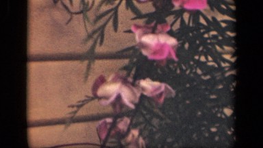 1941: study pink flowers slowly swaying in wind NEW YORK