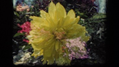 1941: scenery of blossoms NEW YORK