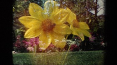 1941: excellent view of flowers NEW YORK