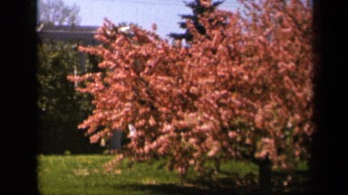 1943: beautiful view of blossoms SKYLINE DRIVE VIRGINIA