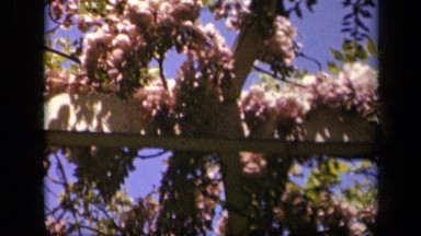 1943: flowers waving from terrace in spring or summertime of year SKYLINE DRIVE