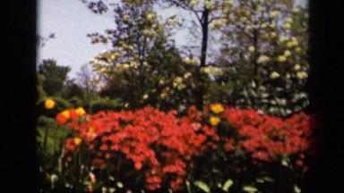 1943: windy day in park or garden with bright red flowers SKYLINE DRIVE VIRGINIA