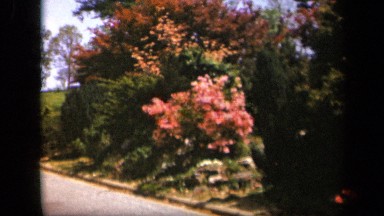 1943: road lined with beautiful, colorful and attractive flowering plants