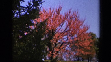 1943: beautiful view of blossoms SKYLINE DRIVE VIRGINIA