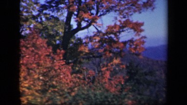 1943: forest with trees bearing green and red leaves under blue sky SKYLINE