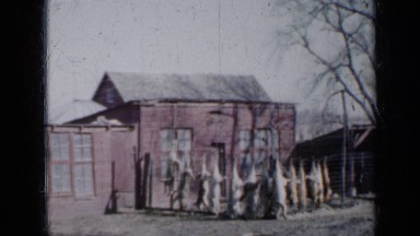 1958: Several Large Animals Hanging After Being Slaughtered