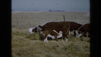 1958: the beautiful view of dairy animals MINNESOTA