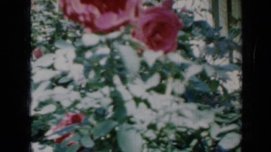 1958: middle aged woman is seen enjoying her garden flowers and shrubs MINNESOTA