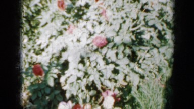 1958: garden flowers and woman in floral dress MINNESOTA