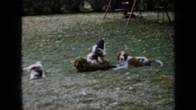 1958: the two dogs are fighting and other two dogs are sitting MINNESOTA